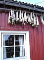 Nordkap 2009 334